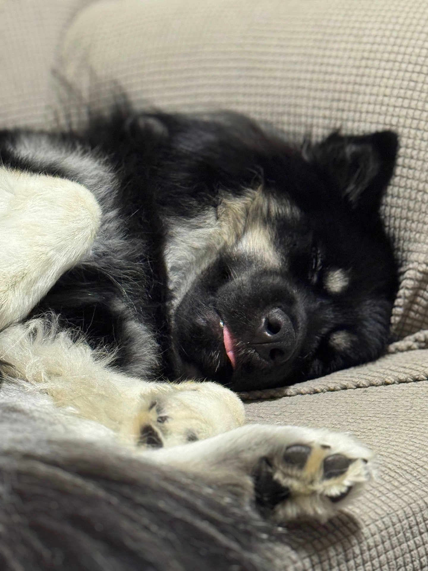Maverick joined the competition — help win amazing prizes! animal, black_and_white, closeup, couch, cozy, cute, dog, fur, indoor, mammal, nose, paw, pet, relaxed, resting, sleeping, snout, soft, tongue, whiskers