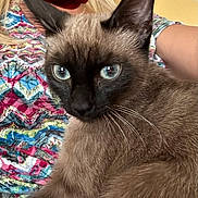 Myla participe au concours pour gagner de l'argent avec cette photo : animal, blue_eyes, brown_fur, cat, close_up, colorful, cuddling, dark_face, feline, indoors, patterned_clothing, person, pet, photography, pointed_ears, portrait, relaxed, seated, siamese_cat, whiskers