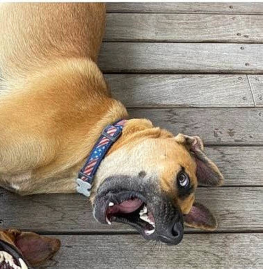 Ulysse participe au concours pour gagner de l'argent avec cette photo : canidae, carnivore, collar, comfort, companion_dog, dog, dog_breed, dog_collar, dog_supply, ear, fawn, hardwood, liver, paw, pet_supply, snout, sporting_group, terrestrial_animal, wood, working_animal