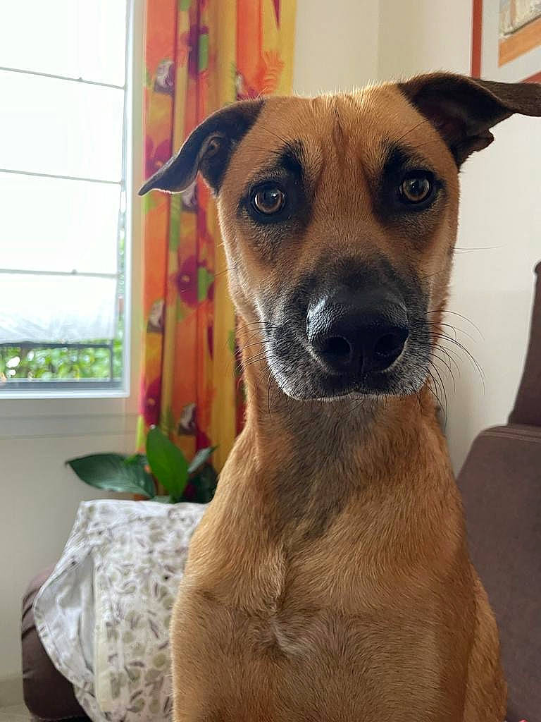 Ulysse participe au concours pour gagner de l'argent avec cette photo : ancient_dog_breeds, canidae, carnivore, collar, companion_dog, dog, dog_breed, dog_collar, dog_supply, fawn, fur, guard_dog, pet_supply, plant, puppy, snout, sporting_group, whiskers, window, working_dog