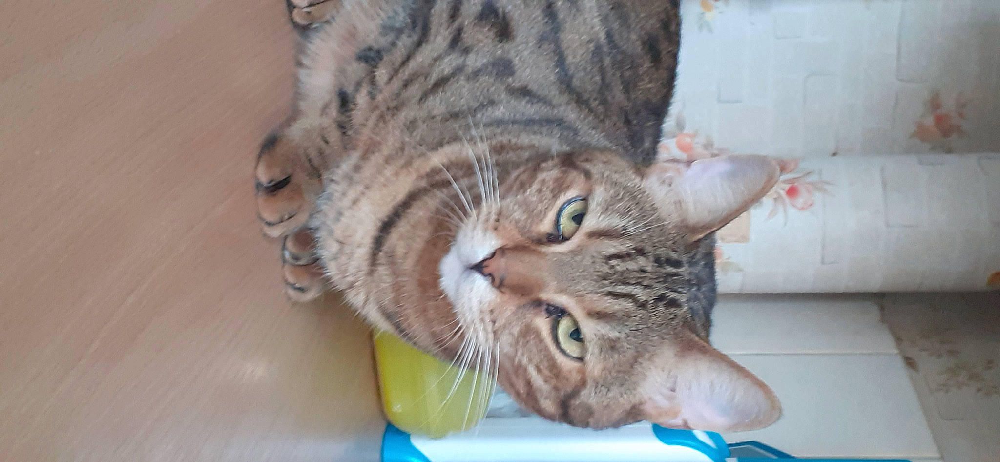 Nessy a rejoint le concours — aidez-le/la à gagner de superbes lots ! carnivore, cat, claw, comfort, domestic_short_haired_cat, ear, felidae, fur, gesture, paw, small_to_medium_sized_cats, snout, tail, whiskers, window