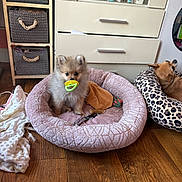 Perle a rejoint le concours — aidez-le/la à gagner de superbes lots ! animal, blanket, cabinet, cozy, cute, dog, fur, furniture, home, indoor, leopard_print, pacifier, pet_bed, puppy, relaxing, resting, small_dog, storage_basket, toy, wood_floor