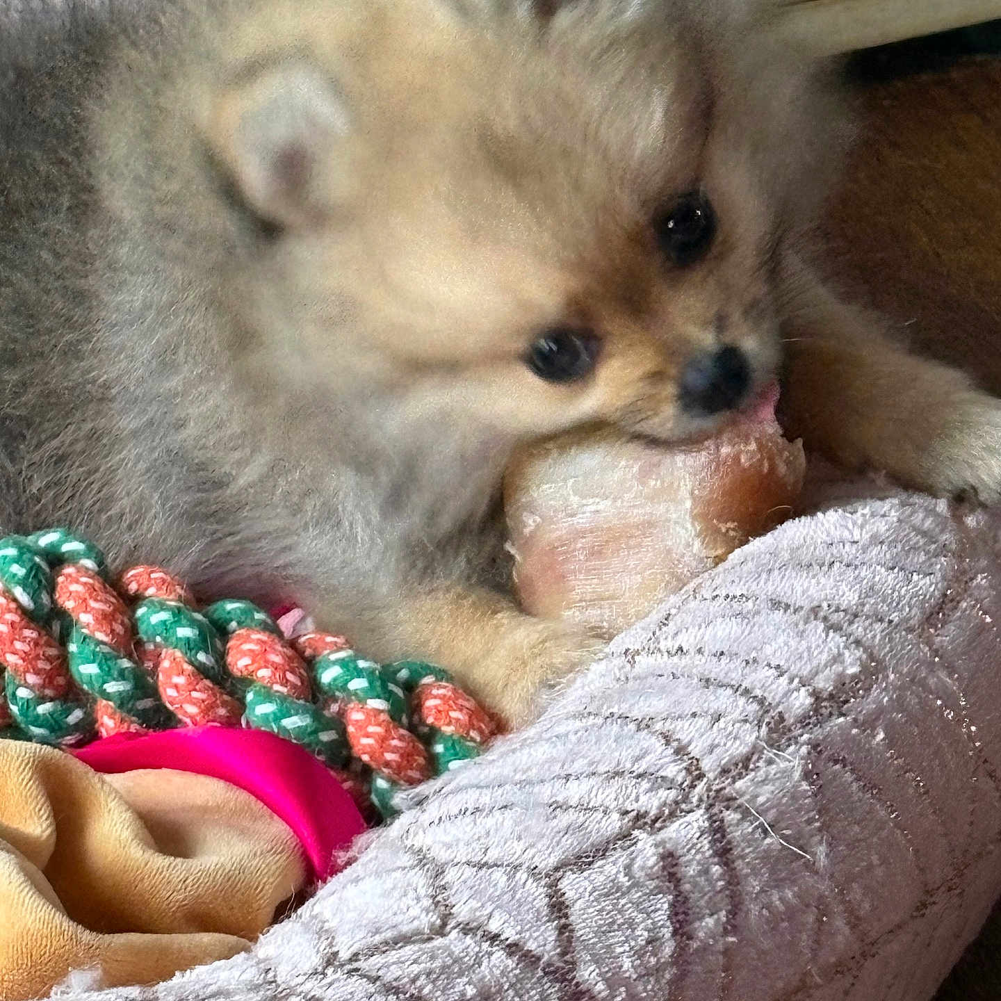 Perle participe au concours pour gagner de l'argent avec cette photo : animal, bone, brown, chewing, closeup, cozy, cute, dog, dog_bed, domestic_animal, fluffy, fur, indoor, pet, playful, puppy, resting, rope_toy, toy, wood_floor