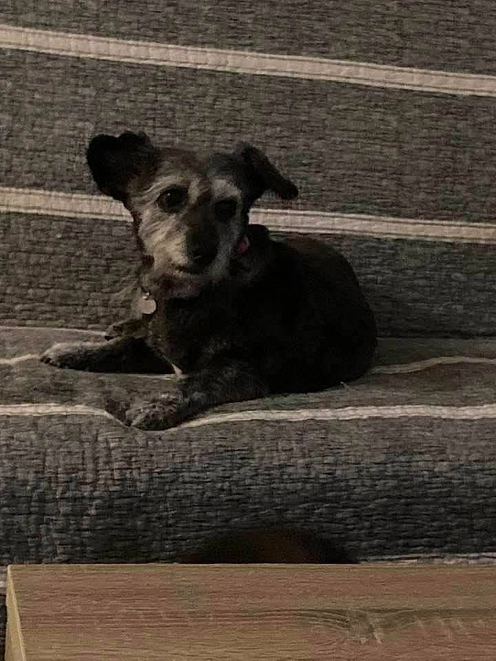 Bibiche a rejoint le concours — aidez-le/la à gagner de superbes lots ! art, canidae, carnivore, companion_dog, dog, dog_breed, fawn, grey, monochrome, monochrome_photography, rectangle, shadow, snout, sporting_group, street_dog, terrestrial_animal, tints_and_shades, whiskers, wood, working_animal