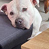 dog, white_dog, pet, animal, portrait, close_up, resting, lying_down, chin, face, eyes, ears, nose, indoor, living_room, sofa, coffee_table, wooden_furniture, tile_floor, calm