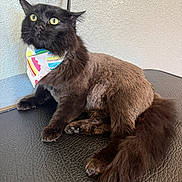 Pumpkin is registered to the contest to win money with this photo: cat, black_cat, pet, animal, feline, bandana, groomed, fur, tail, whiskers, alert, sitting, indoor, texture, yellow_eyes, closeup, portrait, cute, domestic_animal, looking_up