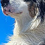 dog, close_up, wet_fur, blue_eyes, sky, outdoor, canine, portrait, animal, fur_texture, profile, looking_away, nature, daylight, pet, mammal, snout, whiskers, black_and_white, brown