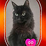 Minouche a rejoint le concours — aidez-le/la à gagner de superbes lots ! adorable, animal, background, black_cat, cartoon, cat, cute, ears, eyes, feline, fluffy, frame, fur, gradient, heart, indoor, love, pet, portrait, whiskers