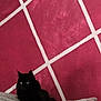Minouche a rejoint le concours — aidez-le/la à gagner de superbes lots ! animal, black_cat, blur, cat, couch, cozy, domestic_animal, eyes, furniture, furry, grid, household, indoor, pattern, pet, pink_wall, relaxing, seated, texture, wall