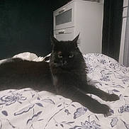 Minouche a rejoint le concours — aidez-le/la à gagner de superbes lots ! animal, bed, bedspread, black_cat, cat, cozy, curtains, domestic, dresser, feline, floral_pattern, furniture, indoor, lying_down, pet, quiet, relaxed, resting, room, soft_lighting
