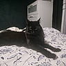 animal, bed, bedspread, black_cat, cat, cozy, curtains, domestic, dresser, feline, floral_pattern, furniture, indoor, lying_down, pet, quiet, relaxed, resting, room, soft_lighting