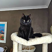 Minouche a rejoint le concours — aidez-le/la à gagner de superbes lots ! animal, black_cat, cat, cat_tree, feline, fluffy, fur, furniture, green_eyes, home, indoor, pet, pet_bed, pointed_ears, portrait, scratching_post, sitting, tail, toy, whiskers