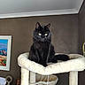 animal, black_cat, cat, cat_tree, feline, fluffy, fur, furniture, green_eyes, home, indoor, pet, pet_bed, pointed_ears, portrait, scratching_post, sitting, tail, toy, whiskers