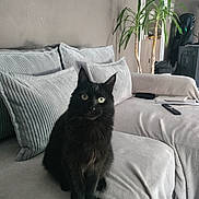 Minouche participe au concours pour gagner de l'argent avec cette photo : black_cat, cat, cozy, curious, cushions, domestic_animal, ears, eyes, fur, furniture, home, indoor, living_room, pet, plant, relaxing, remote_control, sitting, sofa, whiskers