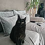 black_cat, cat, cozy, curious, cushions, domestic_animal, ears, eyes, fur, furniture, home, indoor, living_room, pet, plant, relaxing, remote_control, sitting, sofa, whiskers