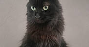 Minouche a rejoint le concours — aidez-le/la à gagner de superbes lots ! alert, animal, background, black_cat, cat, cute, domestic_animal, ears, feline, fluffy_fur, fur, furry, green_eyes, indoor, looking_away, pet, portrait, sitting, soft, whiskers