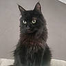 Minouche a rejoint le concours — aidez-le/la à gagner de superbes lots ! alert, animal, background, black_cat, cat, cute, domestic_animal, ears, feline, fluffy_fur, fur, furry, green_eyes, indoor, looking_away, pet, portrait, sitting, soft, whiskers