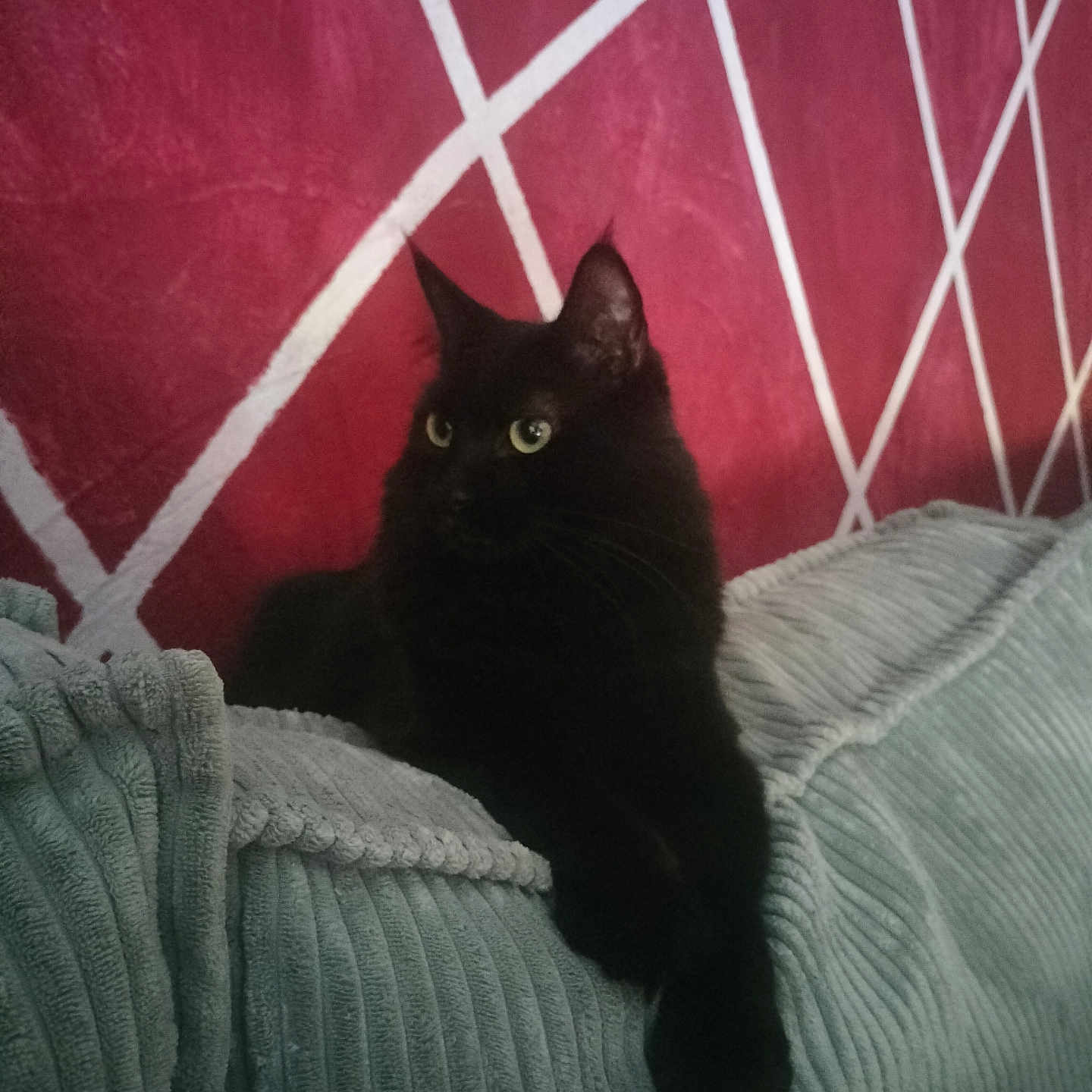 Minouche participe au concours pour gagner de l'argent avec cette photo : animal, black_cat, cat, couch, cozy, ears, eyes, fur, furniture, gray_couch, indoor, pattern, pet, red_wall, relaxing, resting, soft, texture, wall, whiskers