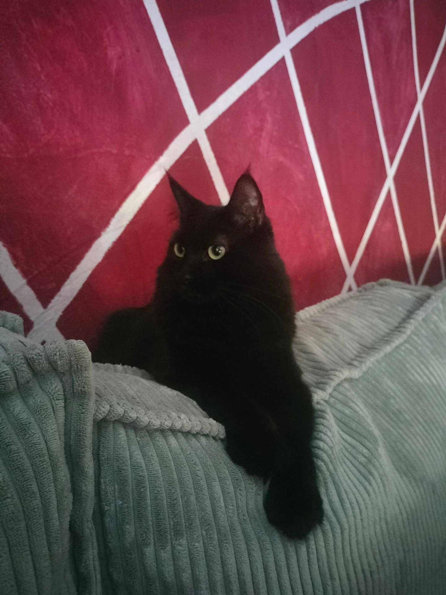 Minouche participe au concours pour gagner de l'argent avec cette photo : cat, black_cat, couch, furniture, indoor, pet, animal, relaxing, texture, soft, wall, pattern, red_wall, gray_couch, cozy, resting, fur, whiskers, ears, eyes