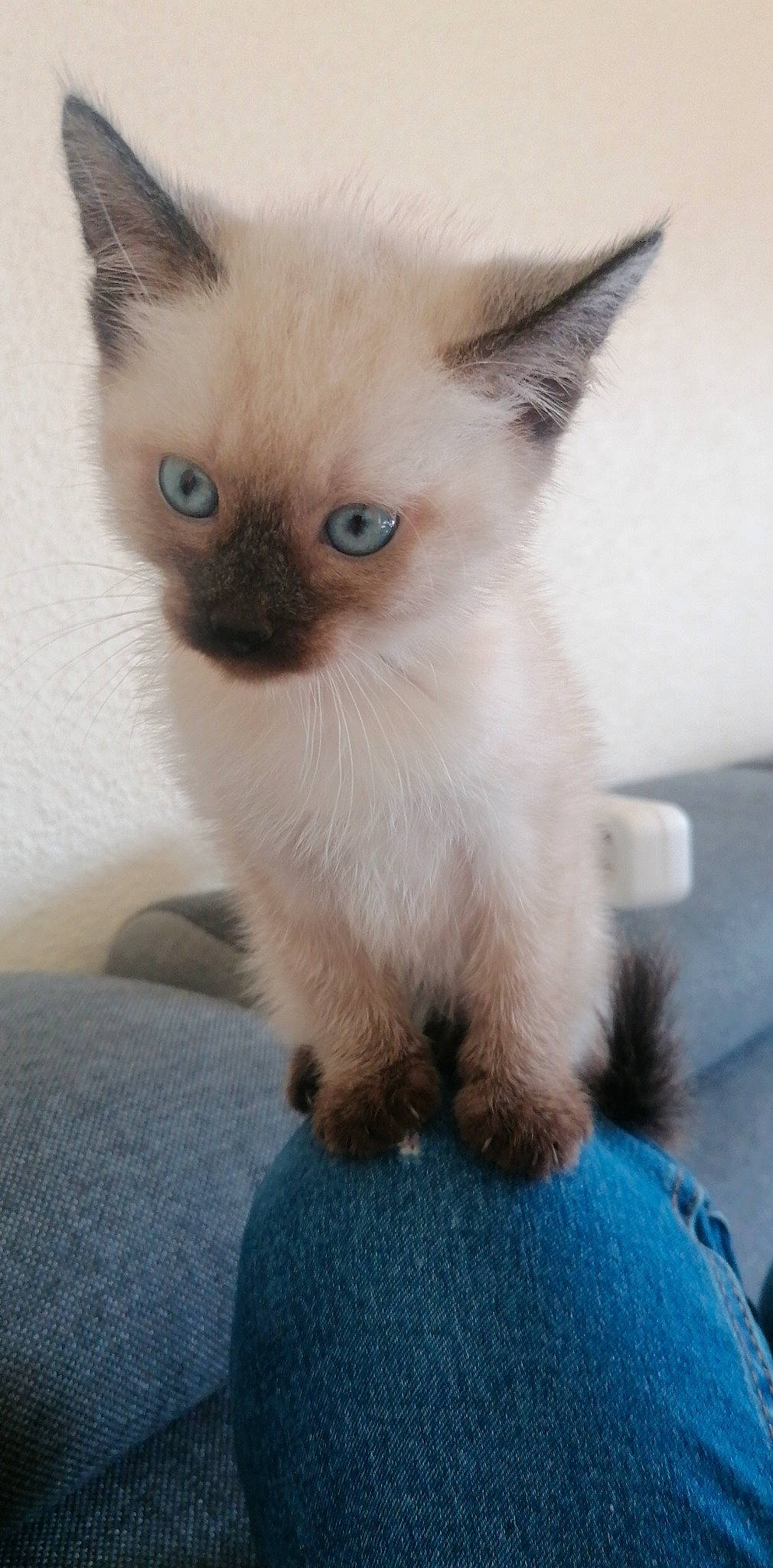 Baloo a rejoint le concours — aidez-le/la à gagner de superbes lots ! balinese, birman, blue, carnivore, cat, curious, electric_blue, fawn, felidae, fur, siamese, small_to_medium_sized_cats, snout, tail, terrestrial_animal, whiskers