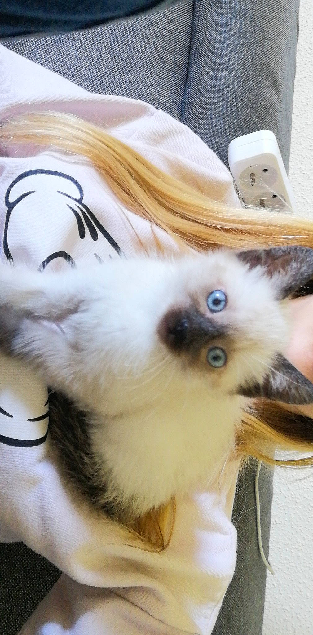 Baloo a rejoint le concours — aidez-le/la à gagner de superbes lots ! canidae, carnivore, cat, companion_dog, dog_breed, dog_supply, ear, eyelash, eyewear, fashion_accessory, fawn, felidae, fur, paw, small_to_medium_sized_cats, tail, toy, toy_dog, whiskers, white