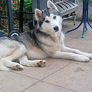 Lucky a rejoint le concours — aidez-le/la à gagner de superbes lots ! dog, husky, animal, pet, outdoor, patio, bench, table, pavement, curious, fur, canine, laying, resting, ears, tail, garden, gray, white, blue