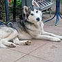 dog, husky, animal, pet, outdoor, patio, bench, table, pavement, curious, fur, canine, laying, resting, ears, tail, garden, gray, white, blue