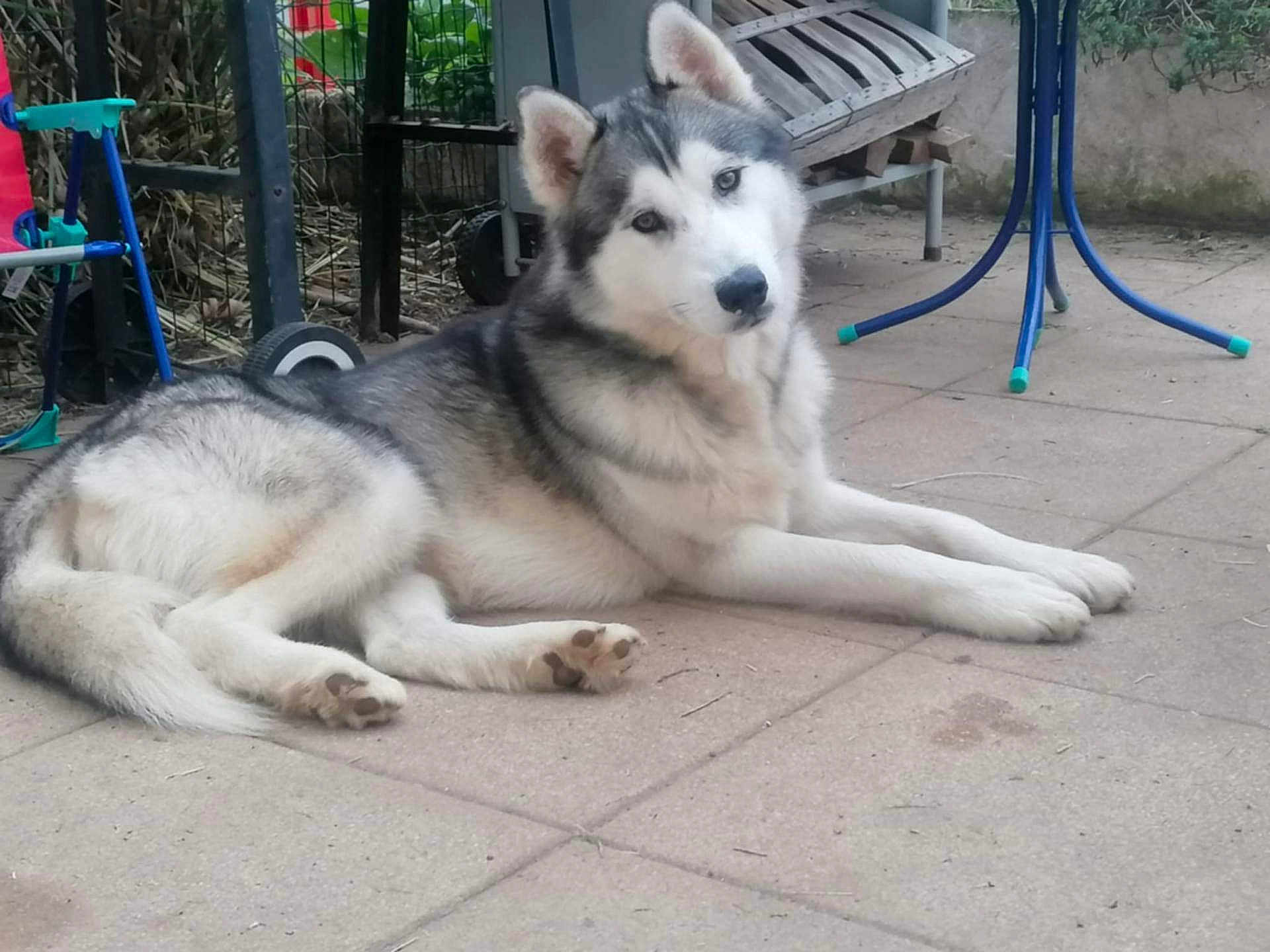 Lucky a rejoint le concours — aidez-le/la à gagner de superbes lots ! dog, husky, animal, pet, outdoor, patio, bench, table, pavement, curious, fur, canine, laying, resting, ears, tail, garden, gray, white, blue