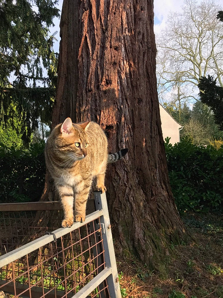 Magnum participe au concours pour gagner de l'argent avec cette photo : botany, branch, carnivore, cat, fawn, felidae, grass, leaf, plant, sky, small_to_medium_sized_cats, snout, tail, terrestrial_animal, tree, trunk, twig, whiskers, wood, woody_plant