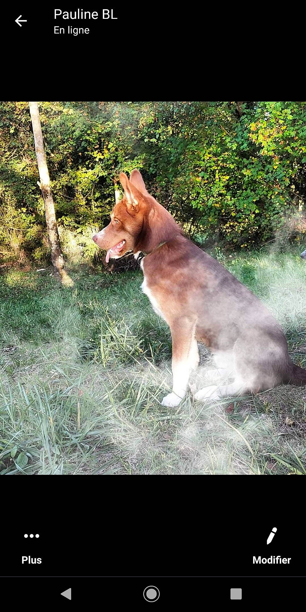 Riky participe au concours pour gagner de l'argent avec cette photo : canidae, canis, carnivore, companion_dog, dog, dog_breed, fawn, forest, fur, grass, nature, plant, sporting_group, tail, terrestrial_animal, tree, wildlife, wood, working_dog