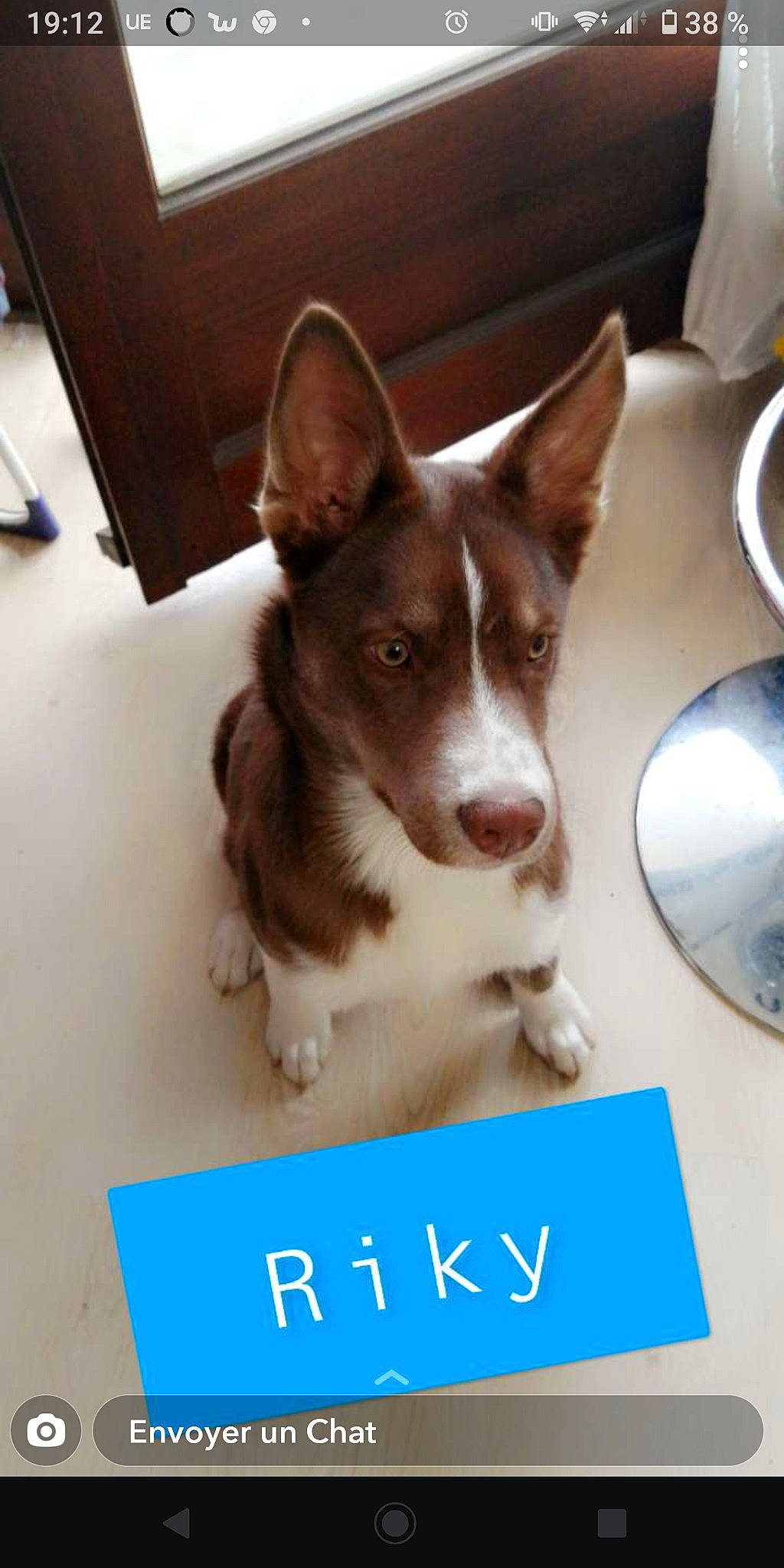 Riky participe au concours pour gagner de l'argent avec cette photo : calendar, canidae, carnivore, circle, companion_dog, cutlery, dishware, dog, dog_breed, herding_dog, ingredient, kitchen_utensil, plate, serveware, sporting_group, square, tableware, whiskers, working_animal, working_dog