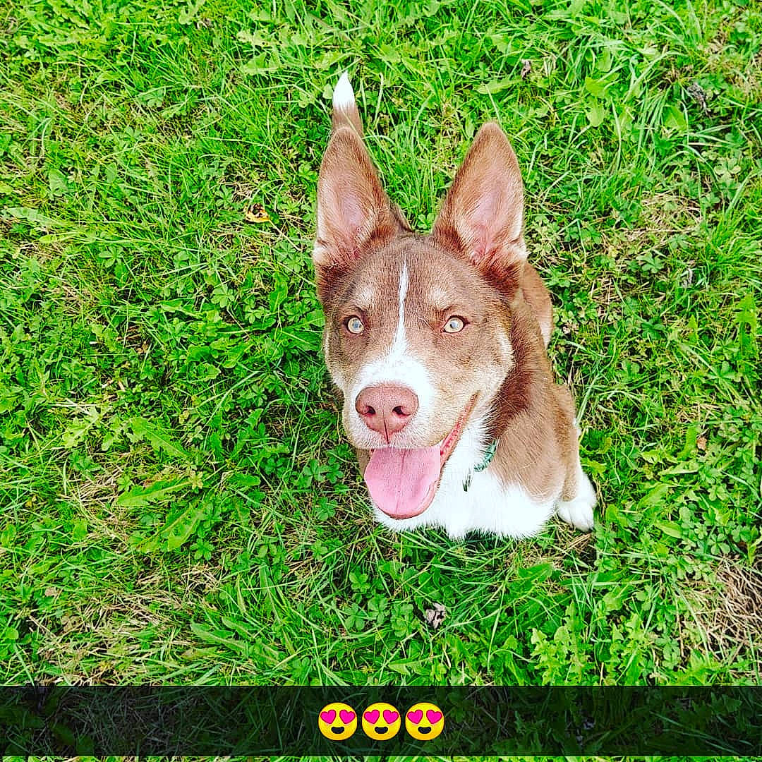 Riky participe au concours pour gagner de l'argent avec cette photo : canidae, carnivore, companion_dog, dog, dog_breed, ear, fawn, grass, groundcover, herding_dog, hunting_dog, liver, non_sporting_group, rectangle, snout, sporting_group, tail, terrestrial_animal, whiskers, working_animal