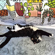 Kyle is registered to the contest to win money with this photo: animal, black_and_white, cat, cozy, curtain, cute, feline, floor_tiles, fluffy_rug, home, indoor, lying_down, patterned_curtain, pet, playful, potted_plants, relaxed, stretching, whiskers, yellow_eyes