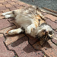 Rafale a rejoint le concours — aidez-le/la à gagner de superbes lots ! animal, brick, cat, closeup, curious, cute, daylight, fluffy, fur, lying_down, mammal, nature, one_animal, outdoor, pavement, pet, relaxed, resting, sunlight, whiskers