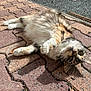 animal, brick, cat, closeup, curious, cute, daylight, fluffy, fur, lying_down, mammal, nature, one_animal, outdoor, pavement, pet, relaxed, resting, sunlight, whiskers