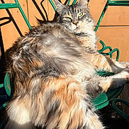 Rafale a rejoint le concours — aidez-le/la à gagner de superbes lots ! animal, cat, cute, domestic_cat, feline, fluffy, green_chair, long_hair, multi_colored, outdoor, paw, pet, relaxed, resting, shadow, sitting, sunlight, tail, whiskers, wooden_background