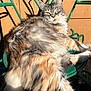 animal, cat, cute, domestic_cat, feline, fluffy, green_chair, long_hair, multi_colored, outdoor, paw, pet, relaxed, resting, shadow, sitting, sunlight, tail, whiskers, wooden_background