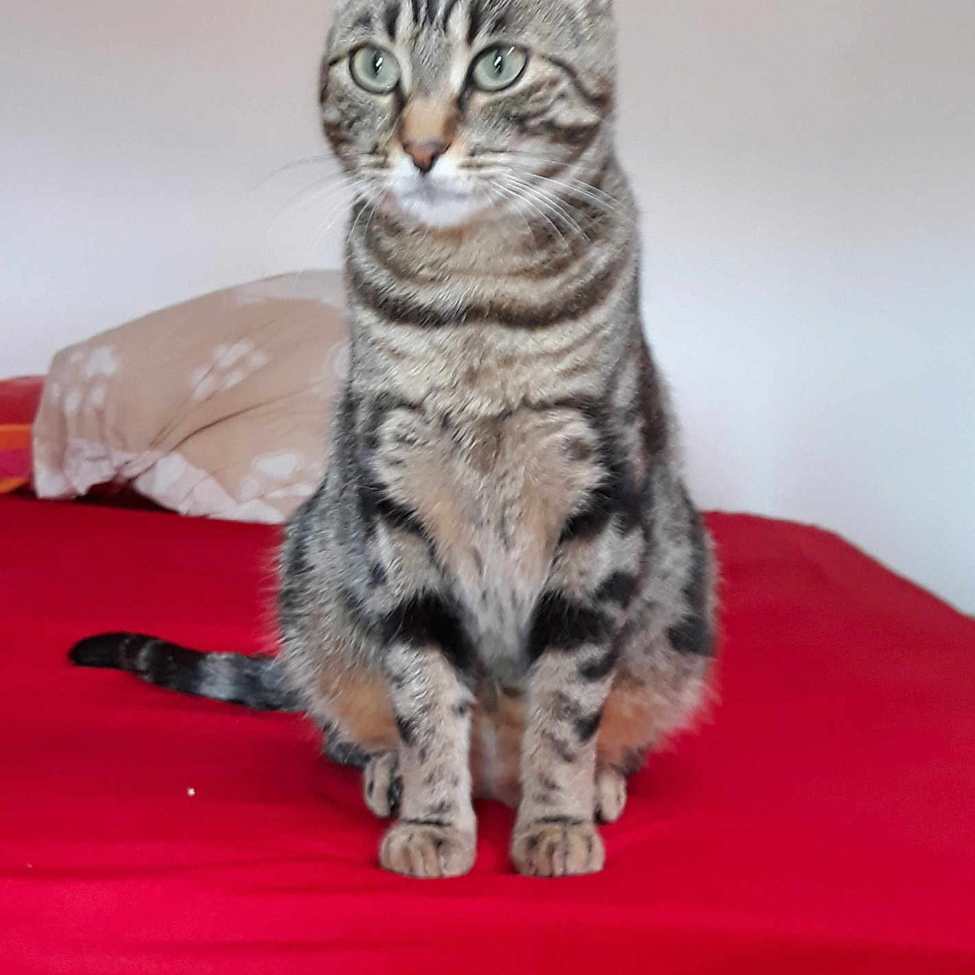 Tigra
