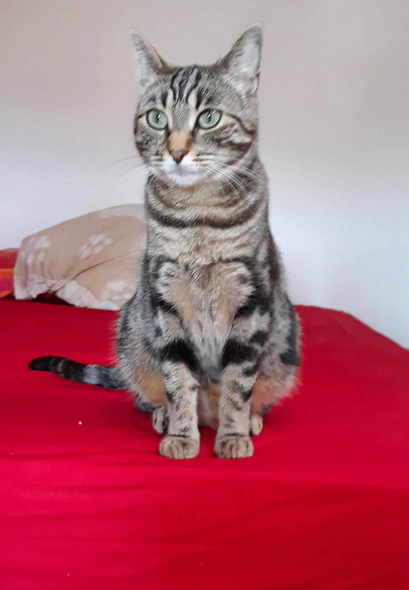 Tigra