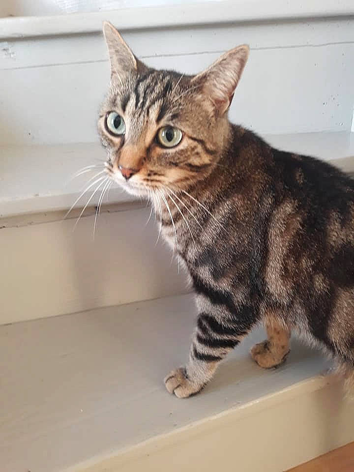 Tigra participe au concours pour gagner de l'argent avec cette photo : aegean_cat, american_shorthair, american_wirehair, asian, australian_mist, bengal, california_spangled, carnivore, cat, domestic_short_haired_cat, dragon_li, european_shorthair, felidae, kitten, mammal, ocicat, small_to_medium_sized_cats, tabby_cat, vertebrate, whiskers