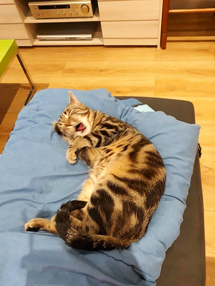 Tigra a rejoint le concours — aidez-le/la à gagner de superbes lots ! american_shorthair, asian, bengal, california_spangled, carnivore, cat, domestic_short_haired_cat, dragon_li, egyptian_mau, european_shorthair, felidae, kitten, mammal, ocicat, small_to_medium_sized_cats, sokoke, tabby_cat, toyger, vertebrate, whiskers