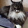 cat, long_hair, green_eyes, white_paws, black_fur, white_fur, crossed_paws, kitchen_counter, tiled_wall, domestic_cat, pet, feline, relaxed, indoors, portrait, fluffy, resting, animal, cute, majestic
