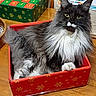 cat, fluffy, black_and_white, mustache, box, red_box, snowflake_pattern, wooden_table, green, advent_calendar, holiday, pet, feline, indoor, cozy, relaxed, portrait, fur, whiskers, green_eyes