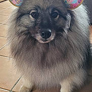 Aby participe au concours pour gagner de l'argent avec cette photo : dog, fluffy, pet, indoor, floor, tile, ears, costume, animal, furniture, couch, person, seated, background, home, living_room, cute, portrait, domestic, companion