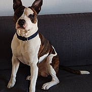 Dehove Isabelle a rejoint le concours — aidez-le/la à gagner de superbes lots ! dog, pet, indoor, couch, sitting, ears, white, brown, black, collar, animal, canine, fur, house, domestic, portrait, looking, calm, resting, companion