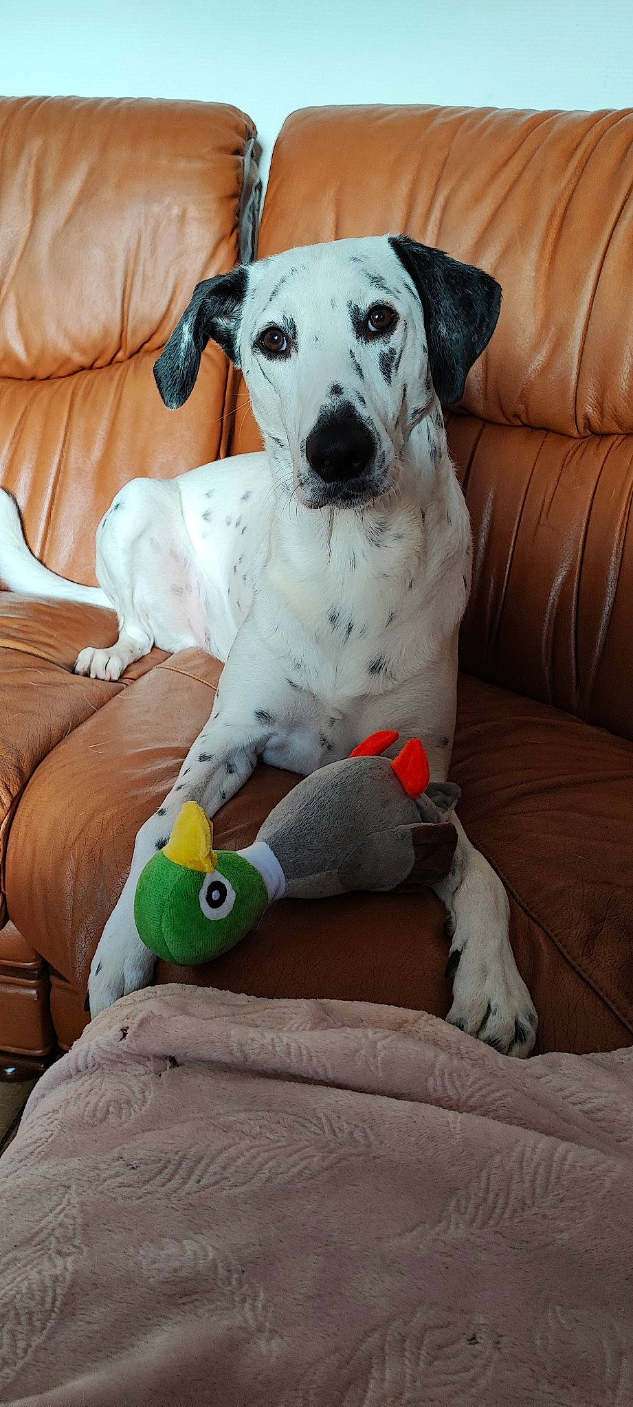 Slash participe au concours pour gagner de l'argent avec cette photo : canidae, carnivore, collar, comfort, companion_dog, couch, dog, dog_breed, dog_collar, dog_supply, fawn, great_dane, paw, pet_supply, sighthound, snout, tail, terrestrial_animal, toy, working_animal