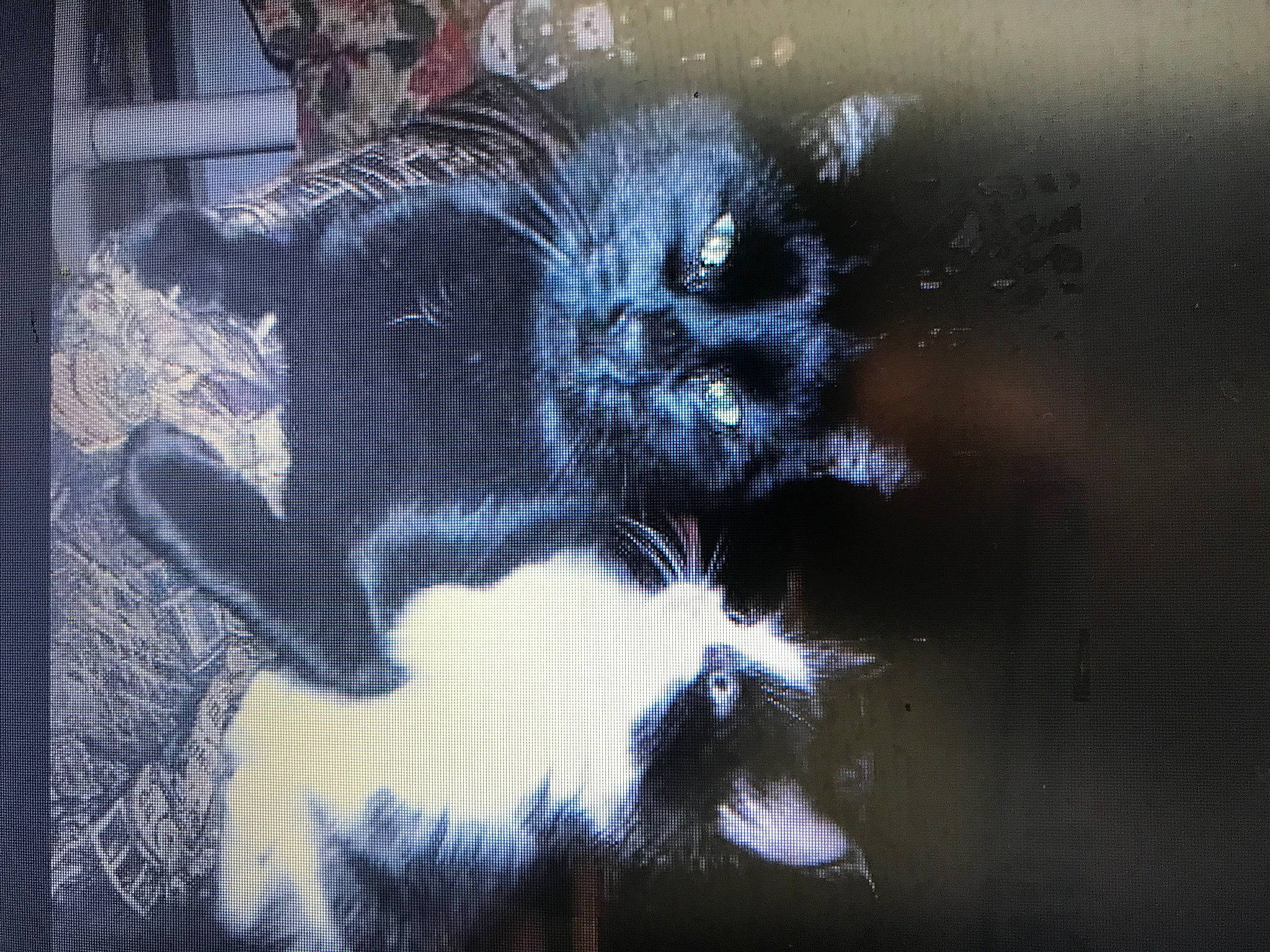 Lucien participe au concours pour gagner de l'argent avec cette photo : art, darkness, electric_blue, feather, felidae, fictional_character, fur, organism, pattern, shadow, small_to_medium_sized_cats, snout, sporting_group, tail, tints_and_shades, tree, visual_arts, whiskers, window, wing