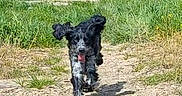 Alya a rejoint le concours — aidez-le/la à gagner de superbes lots ! active, animal, canine, daylight, dirt_path, dog, ears_flapping, energetic, grass, greenery, happy, motion, nature, outdoor, pet, playful, running, summer, sunlight, tongue_out