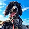 Alya a rejoint le concours — aidez-le/la à gagner de superbes lots ! animal, black_and_white, blue_sky, canine, close_up, clouds, dog, ears, fur, happy, leash, nature, outdoor, pet, portrait, rock, sky, snout, sunlight, tongue