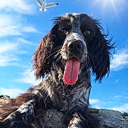 Alya a rejoint le concours — aidez-le/la à gagner de superbes lots ! animal, bird, blue_sky, canine, closeup, daylight, dog, fur, happy, mammal, nature, outdoor, pet, playful, portrait, rock, sky, sun, sunny, tongue_out